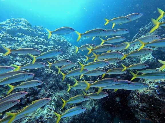 Fish - Goatfish_school