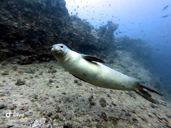 Professional scuba diving