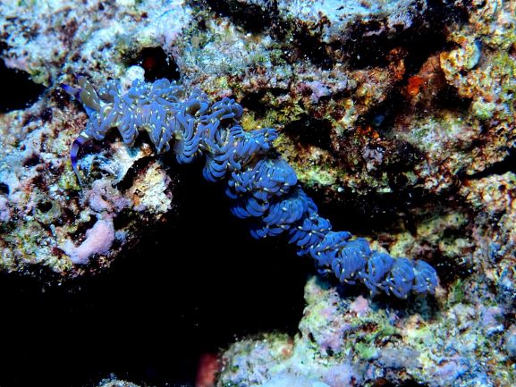 Blue Dragon Nudi Branch - Oahu, Hawaii