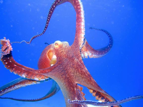Octopus - Oahu, Hawaii