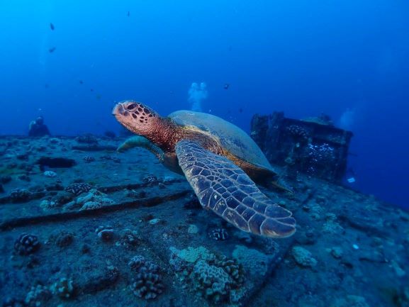 Green Sea Turtle - Wreck Diving - Oahu, Hawaii