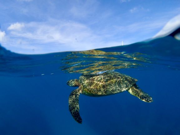 Green Sea Turtle - Oahu, Hawaii