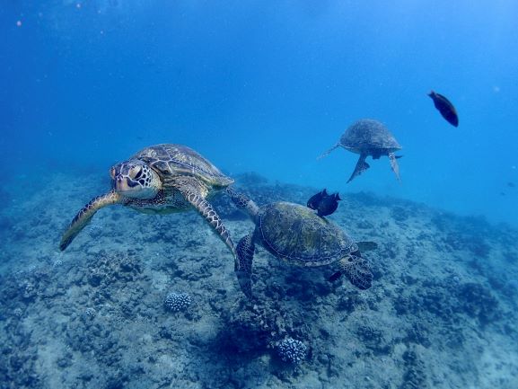 Green Sea Turtle - Oahu, Hawaii