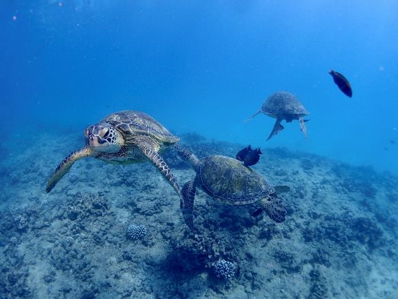 Professional scuba diving
