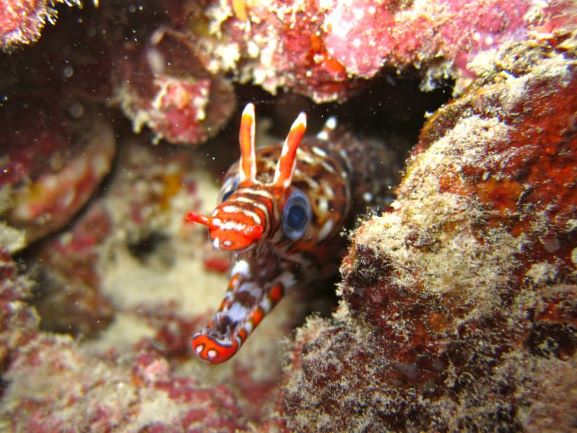 Dragon Moray Eel - Oahu, Hawaii