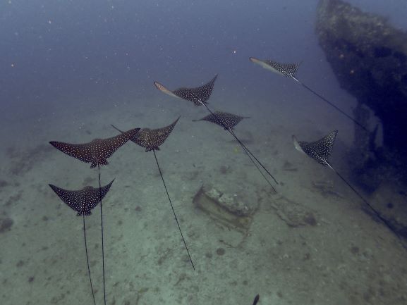 Spotted Eagle Ray - Oahu, Hawaii